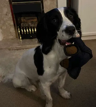 🔥2026 Neue Unbreak-Bear™ für starke Kauer